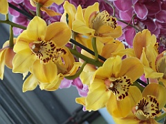 orchidsNL (38)